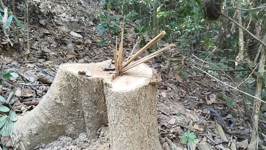 গাছ কাটা