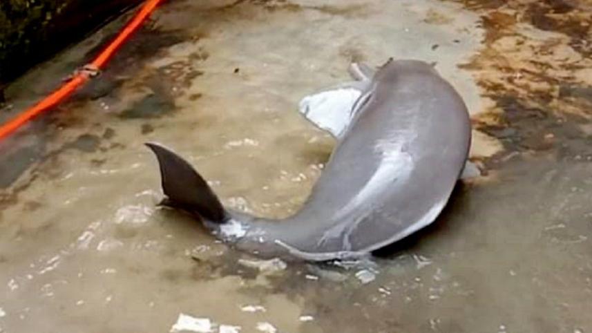 dolphin_n.jpg