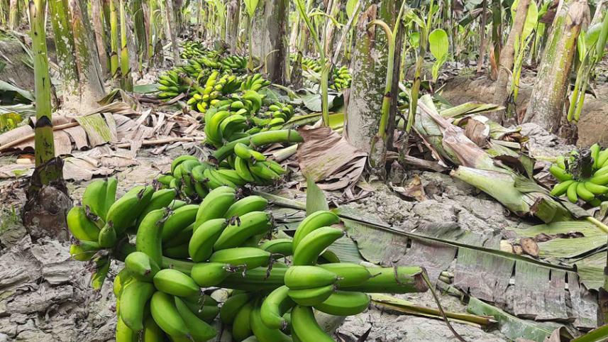 BANANA.jpg