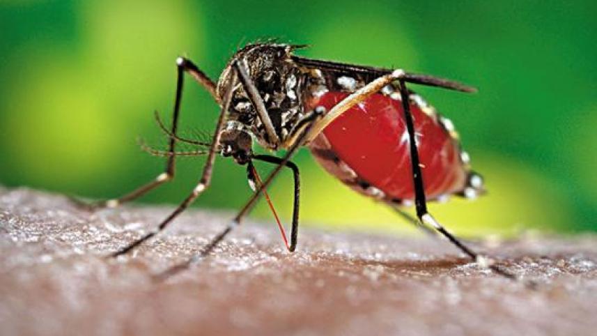 dengue 