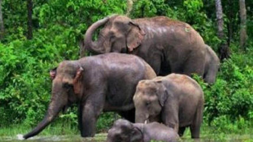 elephant.jpg