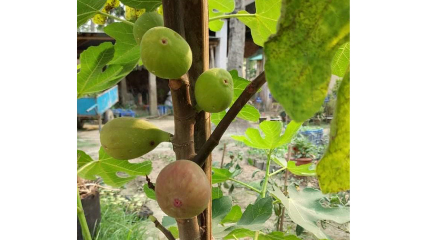 figs 4.jpeg