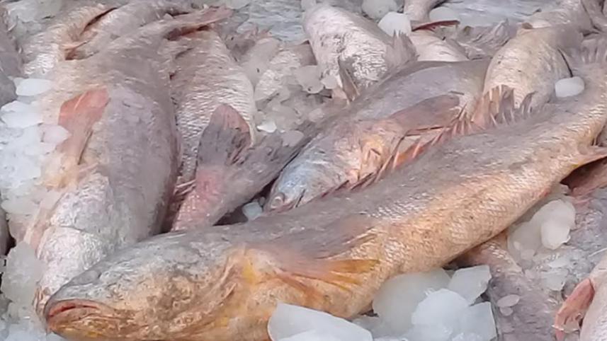 fish1.jpg
