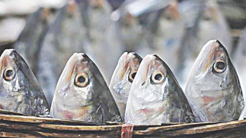 hilsa