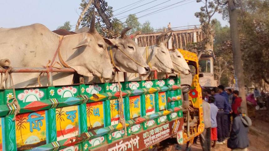 Lalmonirhat_Cow_29Jan21.jpg