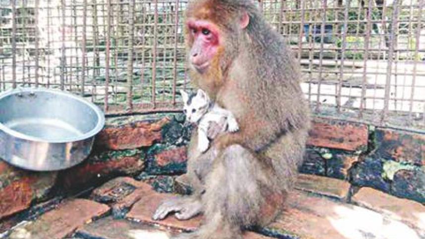 বিরল ঘটনার জন্ম দেয়া মা বানর এবং বিড়াল ছানা