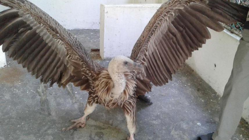 moulvibazar_himalayan_vultures_injured_pic_2.jpg