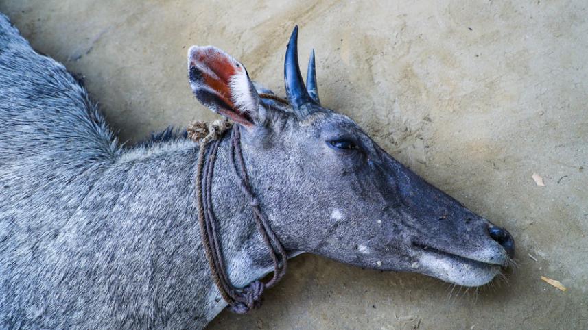 neelgai.jpg