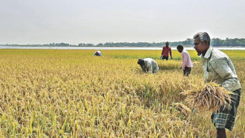 paddy-procurement.jpg
