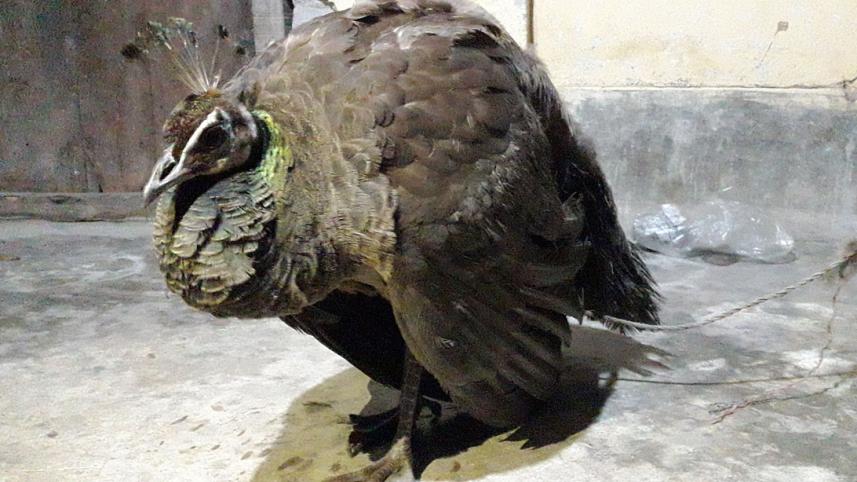 Panchagor_peacock_6Mar21.jpg