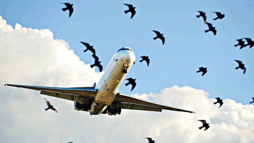 plane.jpg