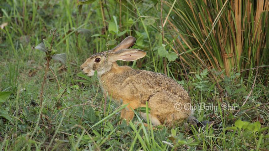 Rabbit.jpg