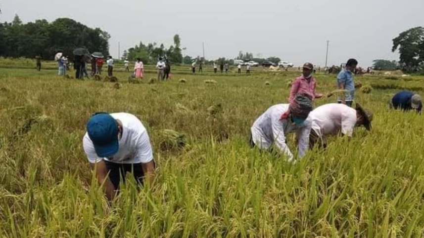 rice5.jpg