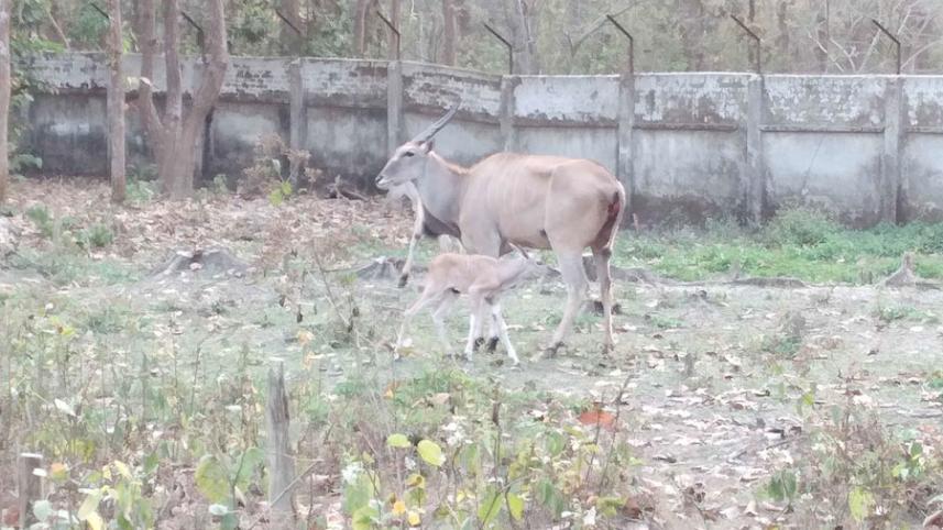 safari park.jpg