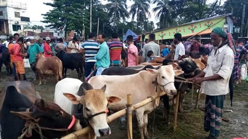 Sunamganj cattle market 1 Aug 20.jpg