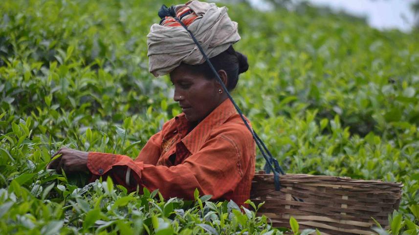 Tea labourer