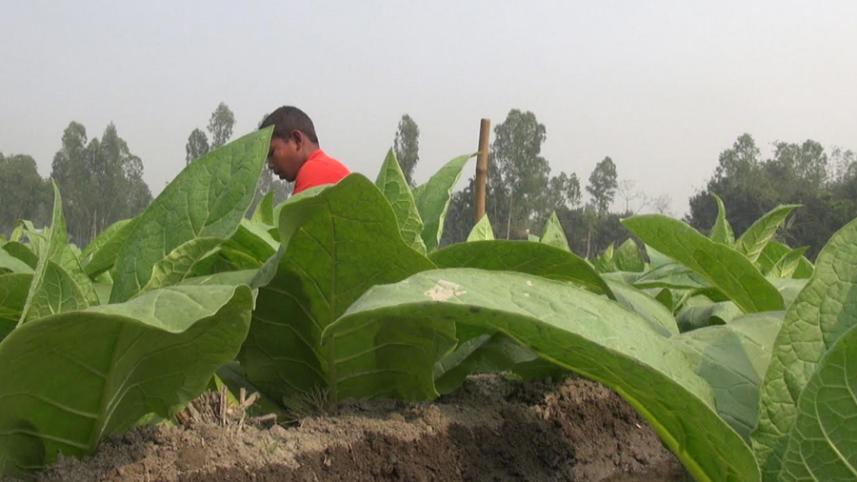 tobacco3.jpg