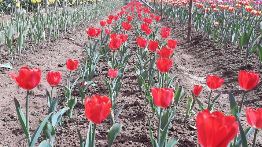 Tulip-1.jpg