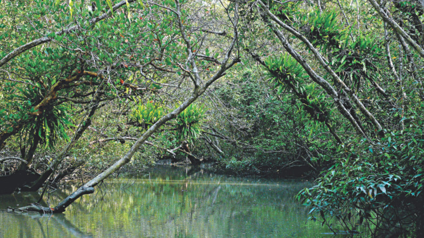 sundarbon.jpg