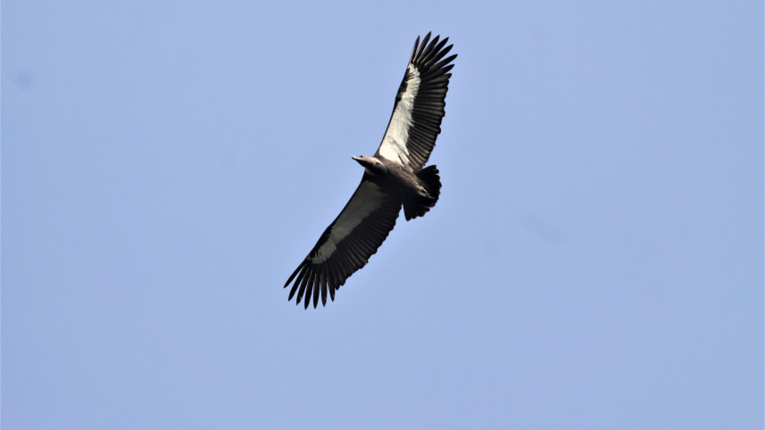 international_vulture_awareness_day_photos_3.jpg