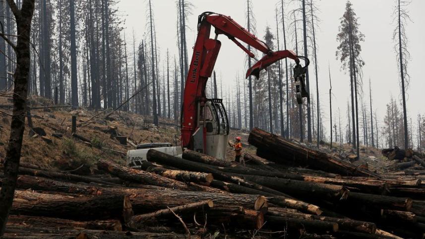 deforestation_2.jpg