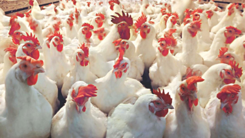 poultry-industry-1.jpg