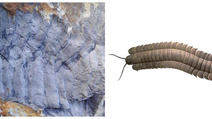 millipede.jpg