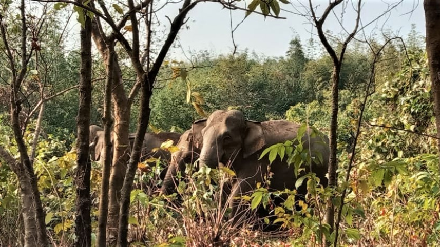 sylhet_wild_elephants_in_sunamganj_border_2_1_0.jpg