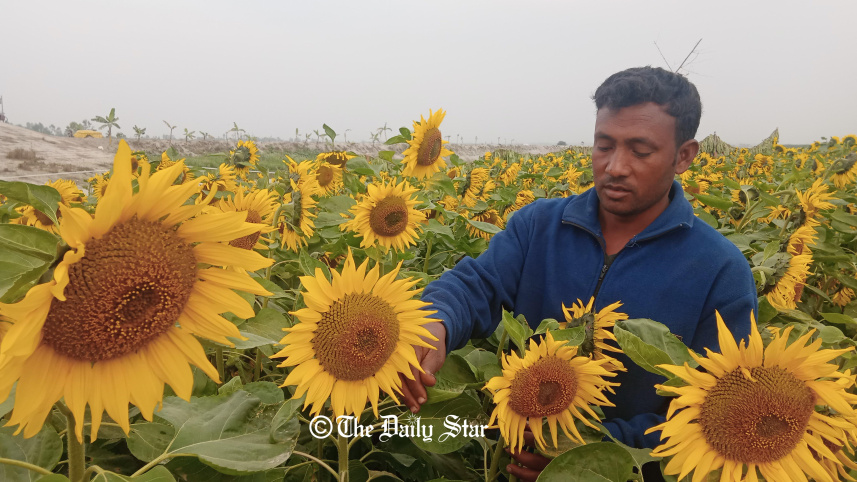 rangpur_sunflower.jpg
