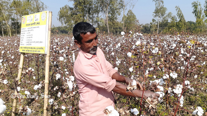 lalmonirhat_cotton_farming-02.jpg