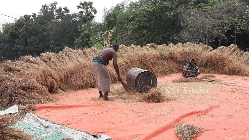 gazipur-harvest-pics-1.gif