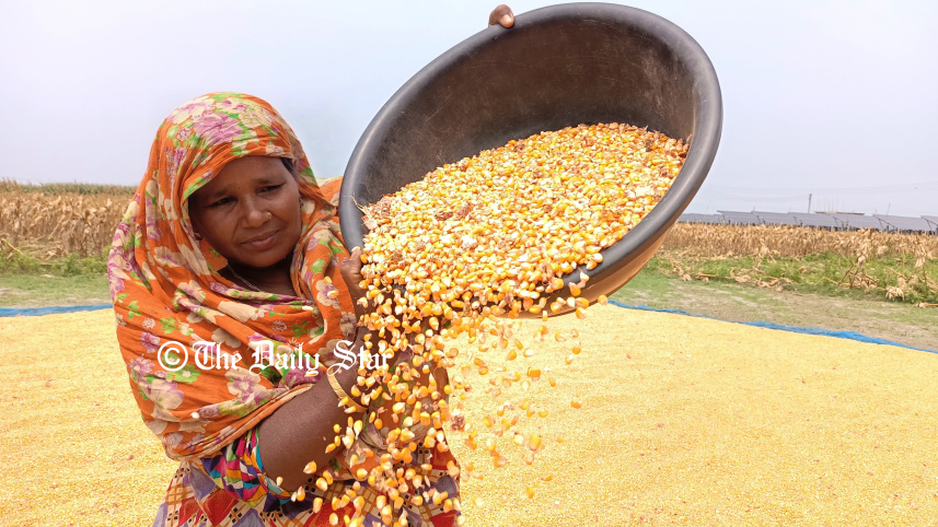 lalmonirhat_maize_4.jpg