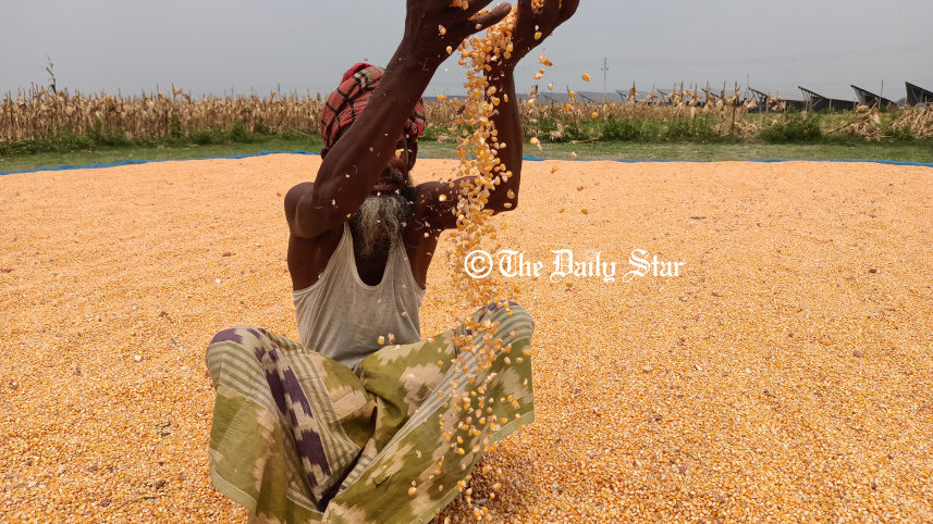 lalmonirhat_maize_5.jpg