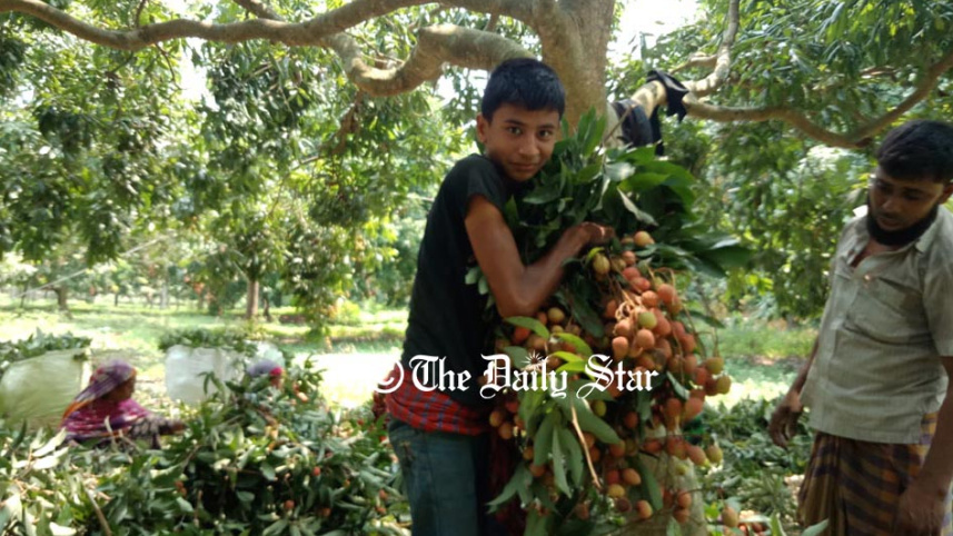 pabna_litchi_2.jpg