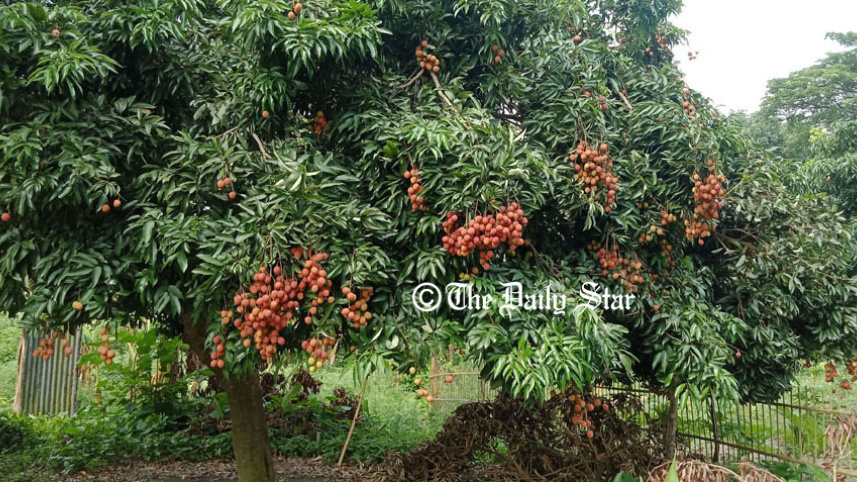 pabna_litchi_4.jpg