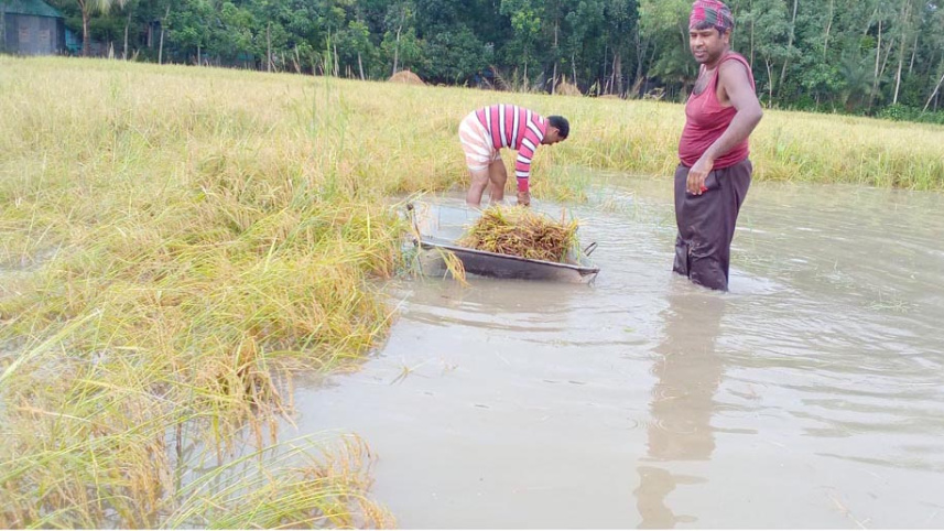 pabna_paddy.jpg