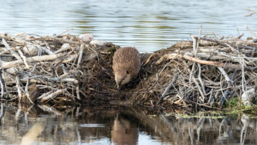 beaver-building-dam-470x284.jpg