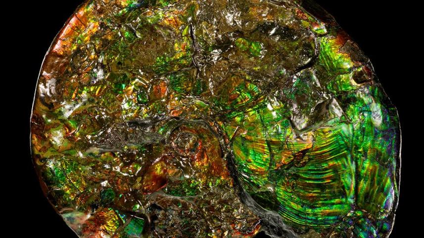 _125723380_opalized-ammonite.jpg