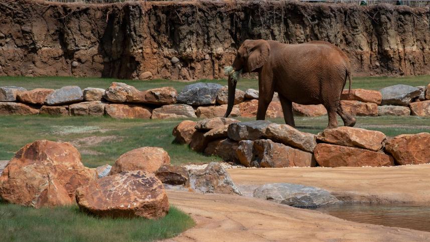 আটলান্টা চিড়িয়াখানায় আফ্রিকান বুশ জাতের হাতি ‘কেলি’