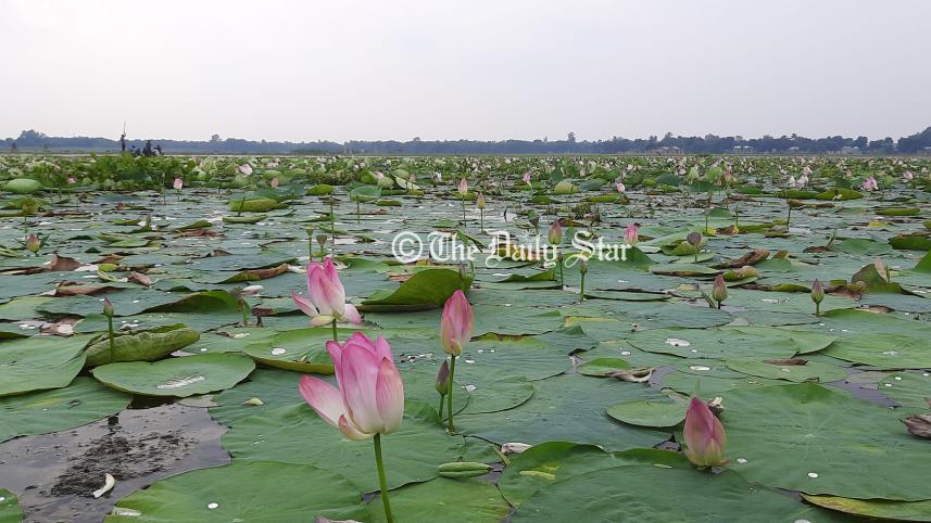 ডিকশির বিল