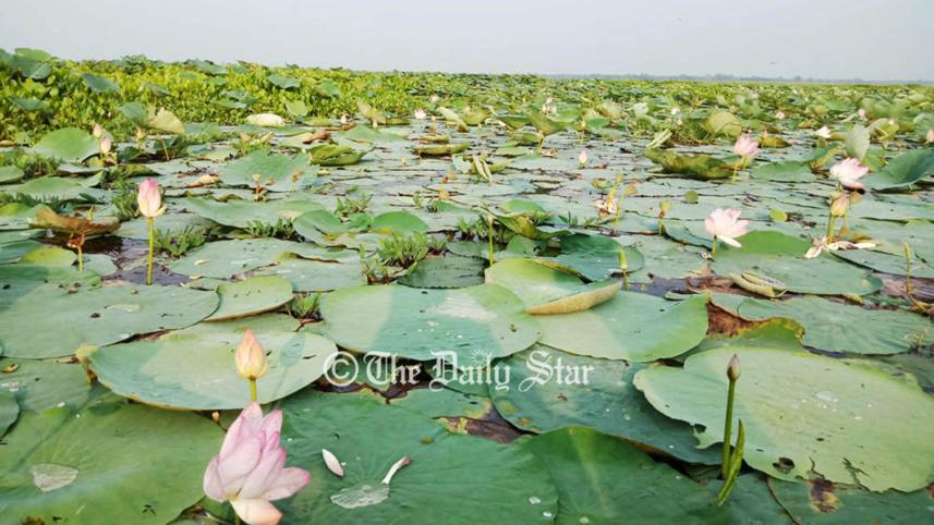 ডিকশির বিল