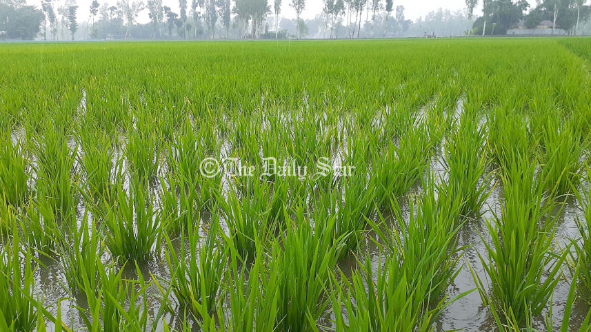 লালমনিরহাট আমন খেত