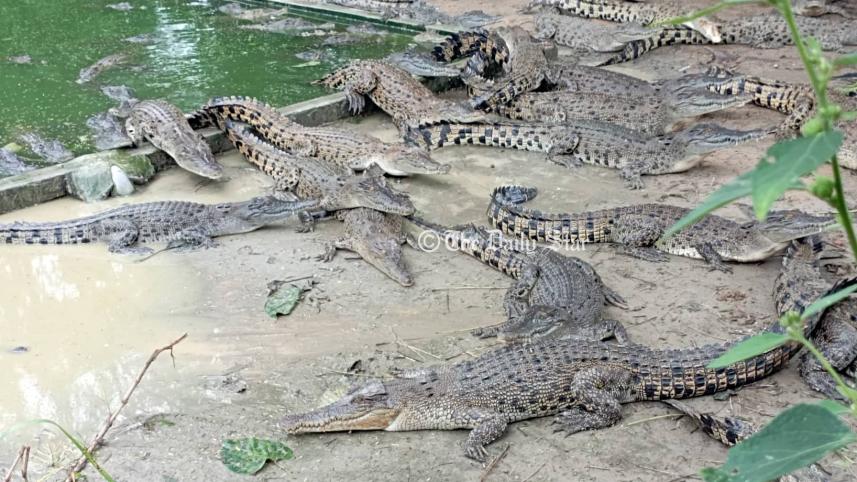 mymensingh_croc_farming_-02.jpg