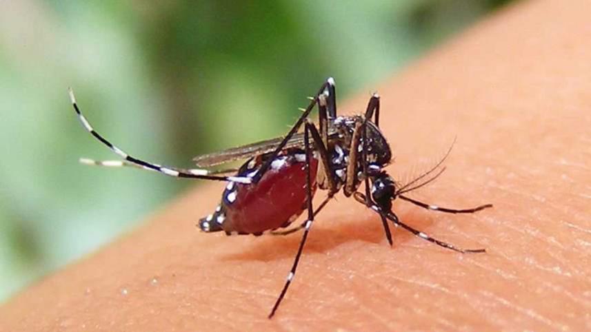 ডেঙ্গু.jpg