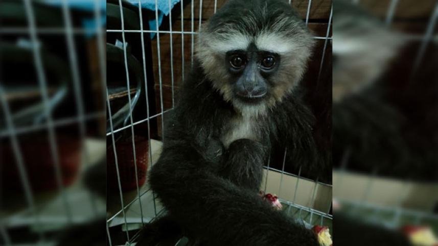 সাভারে বিলুপ্তপ্রায় উল্লুকসহ আটক ১.jpg