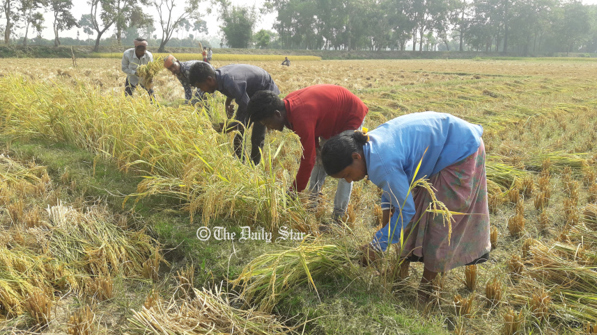 আমনের দাম বৃদ্ধি : খুশি ঠাকুরগাঁও-পঞ্চগড়ের চাষি