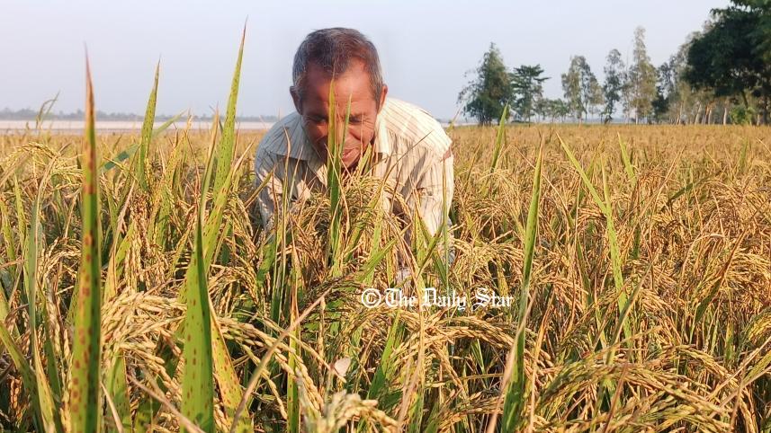 ধানের দাম : ধানের বাজারদরে খুশি লালমনিরহাটের কৃষক।