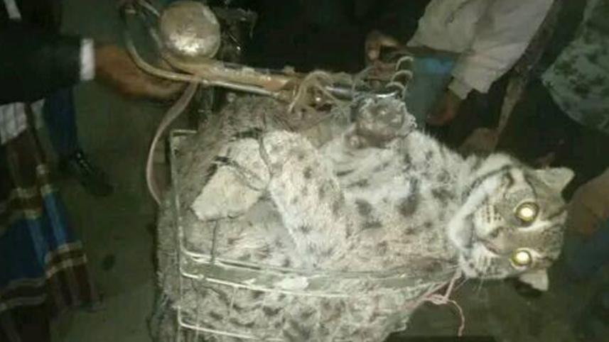 চট্টগ্রাম, সন্দ্বীপ, ম্যানগ্রোভ বন, বনবিড়াল,