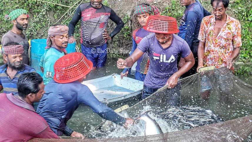 পাবদা মাছ