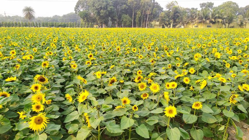 সূর্যমুখীর বাগান